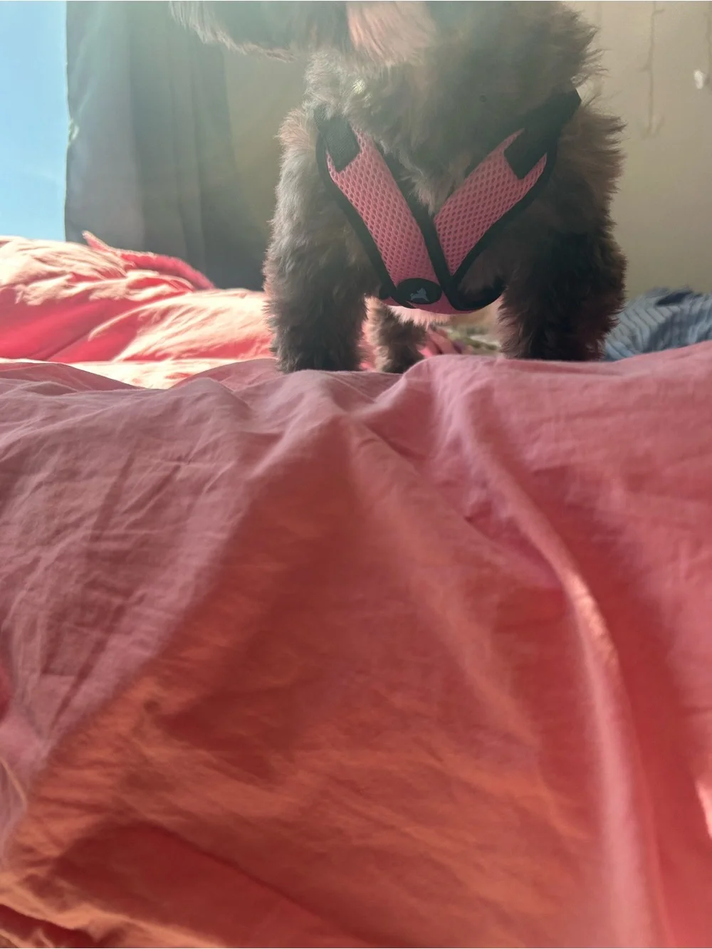 Gooby super cute